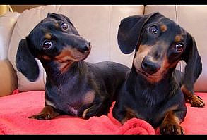 Cutest Mini Dachshund Puppy!! This is Ellie. - YouTube