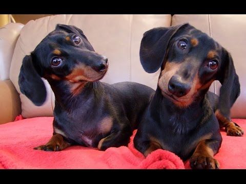 Cutest Mini Dachshund Puppy!! This is Ellie. - YouTube