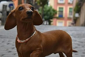Dachshund Heaven USA on Twitter: