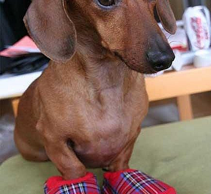Dachshund Parade
