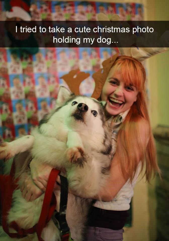 Diggity Goood Doggo Snaps (30 Snaps) - I Can Has Cheezburger?