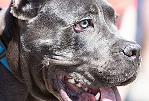 Did you know Cane Corsos need serious exercise? A brisk walk'¿or better yet, run'¿of at least a mile in the morning and again in the evening will sustain their health and muscle tone. They make great companions on long walks, hikes, or bicycle rides.