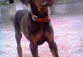 Doberman Pincher