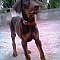 Doberman Pincher