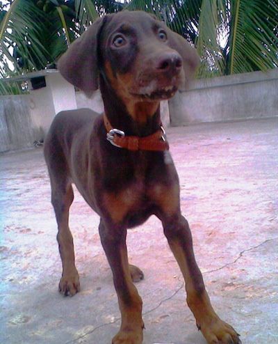 Doberman Pincher