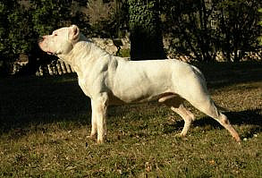 The Dogo Argentino is a large muscular breed that was developed in Argentina. The breed was traditionally used to hunt large game such as wild boar and pumas. Today, Dogo Argentinos are used as hunt