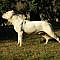 The Dogo Argentino is a large muscular breed that was developed in Argentina. The breed was traditionally used to hunt large game such as wild boar and pumas. Today, Dogo Argentinos are used as hunt