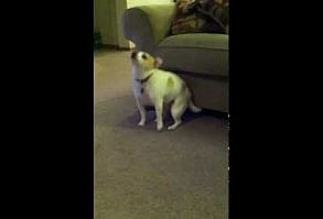 Dog Dancing To Eminem. This may be the funniest thing I've ever seen. Apologies for the inappropriate lyrics.