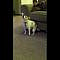 Dog Dancing To Eminem. This may be the funniest thing I've ever seen. Apologies for the inappropriate lyrics.