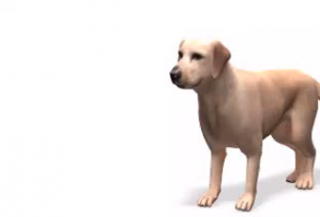 Finding Rover and other apps are using facial recognition on dogs.