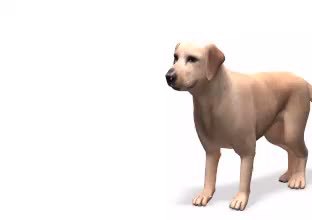 Finding Rover and other apps are using facial recognition on dogs.