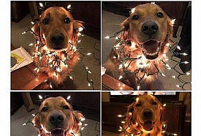 10+ Of The Happiest Dog Memes Ever That Will Make You Smile From Ear To Ear