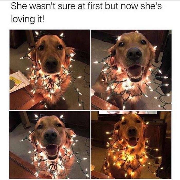 10+ Of The Happiest Dog Memes Ever That Will Make You Smile From Ear To Ear