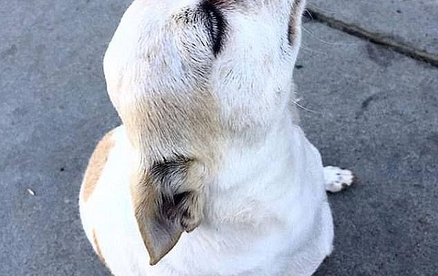 This person was left baffled by a dog who chose to follow them but refused to be stroked