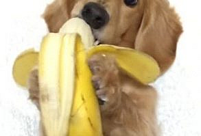 The young dachshund loves his bananas and couldn't wait to tuck into this peeled one