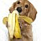 The young dachshund loves his bananas and couldn't wait to tuck into this peeled one