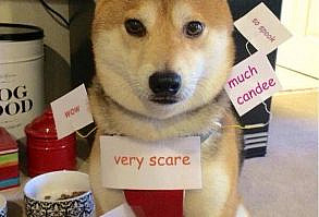 Doge costume: a Shiba inu meme #shibainu #doge #comedy #puppies