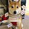 Doge costume: a Shiba inu meme #shibainu #doge #comedy #puppies