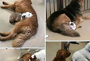 50 Reasons Why Dogs Are Better Than Cats, And Here Are The Pics And Memes To Prove It