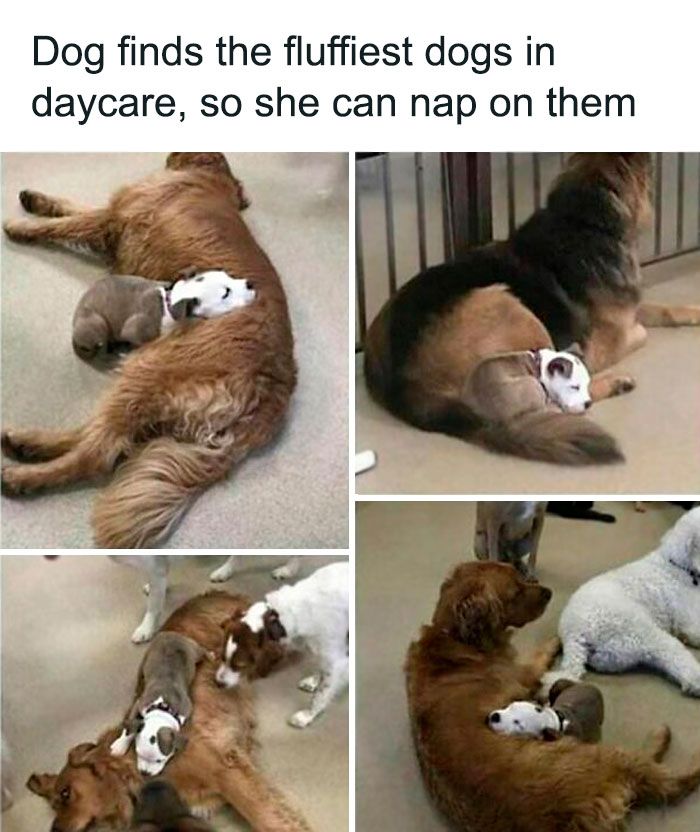 50 Reasons Why Dogs Are Better Than Cats, And Here Are The Pics And Memes To Prove It