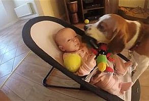 Aww! Watch this apologetic dog shower baby with gifts