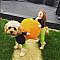 (🎃Early-Halloween Hot Sale-50%OFF) Pet Pumpkin Halloween Costume - 2XL (dog weight(25-35lbs))