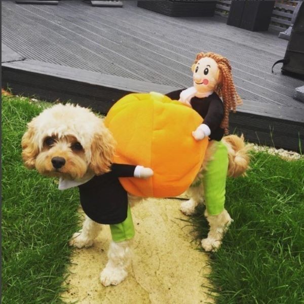 Full Refund Due To Quality Issues PayPal Payments Supported 100% guaranteed refund. Shipping>>Worldwide Express Shipping Available 😍 98.8% Of Customers Buy 2 Or More. 😍 👻It’s that time of year again! 😂Get your pooch ready for Halloween! This hilarious eye-catching dog costume will make your dog stand out this Halloween. Watch your doggy pal strut around getting busy for Halloween delivering pumpkins. The pet dog carrying pumpkin cosplay costume is suitable for various small, medium, and large dogs. Soft fabric, our clothes are very comforta” width=”600″ height=”600″ /></p><div class='code-block code-block-4' style='margin: 8px auto; text-align: center; display: block; clear: both;'> <ins class=