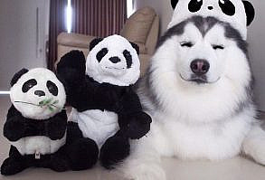 El husky siberiano más feliz del mundo