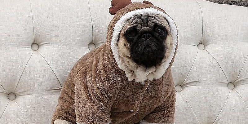 Christmas will be extra jolly this year! This cute little Elk Costume is very comfy and would make a great gift for your beloved pet.It allows him to truly enjoy Christmas and Holidays. Spread the Christmas Spirit!Material: FleeceSize: XS, S, M, L, XL, XXL