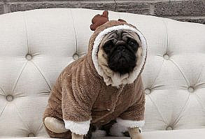 Christmas will be extra jolly this year! This cute little Elk Costume is very comfy and would make a great gift for your beloved pet.It allows him to truly enjoy Christmas and Holidays. Spread the Christmas Spirit!Material: FleeceSize: XS, S, M, L, XL, XXL