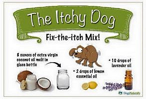 Essential oils for an itchy dog