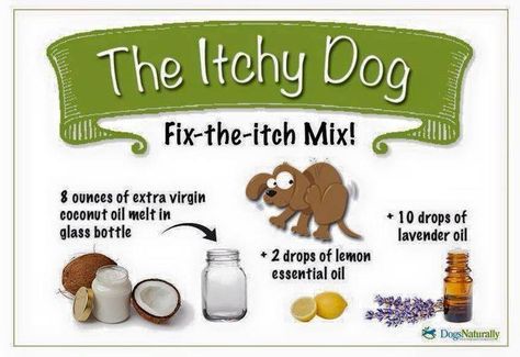 Essential oils for an itchy dog