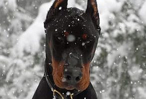 winter #Doberman