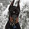 winter #Doberman