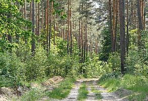 I love forest walks, forest travel is my hobby, it helps me recuperate, relieve stress. Hiking in the forest is a good way to gather your thoughts, breathe fresh air, fill up with positive emotions, be alone with yourself. The pleasant atmosphere of summer forest nature has a positive effect on the nervous system. Many people use bird calls as background sounds or as white noise when doing yoga or meditation.