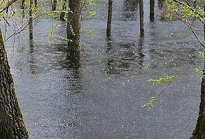 The trees are standing in the water, the leash flooded the park - it's raining, background rain sounds are good as white noise or like rain sounds for good sleep, study, reading a book. Romantic weather, rain causes me a positive mood and good emotions.