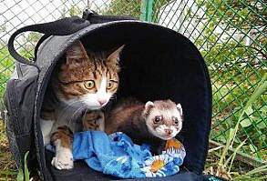 Ferret's Favorite Place To Sleep Is On His Cat Brother