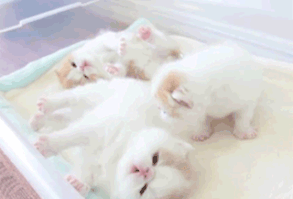 Fluffy kittens are popular in Turkey. :3