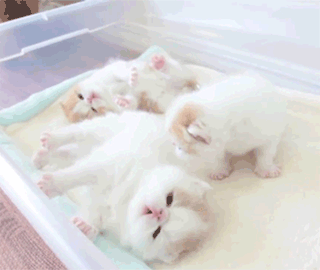 Fluffy kittens are popular in Turkey. :3