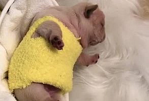 French Bulldog Puppy World, Cute & Funny Puppies Videos #funnyvideos #dogvideos #funnyanimals #funnypets #fren