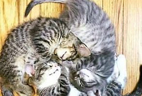 Funny Cat refrigerator magnet 3 1/2 x 3 1/2