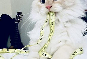 Funny-Cats-Photos-Snapchats