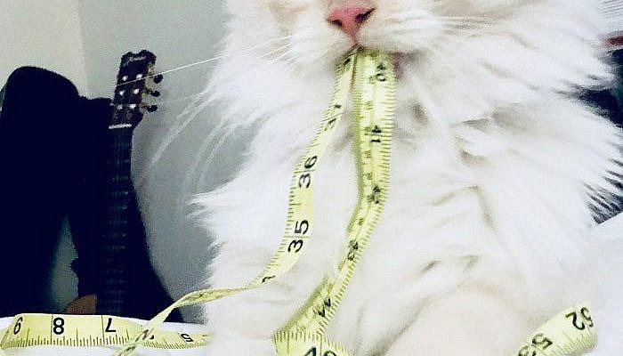 Funny-Cats-Photos-Snapchats