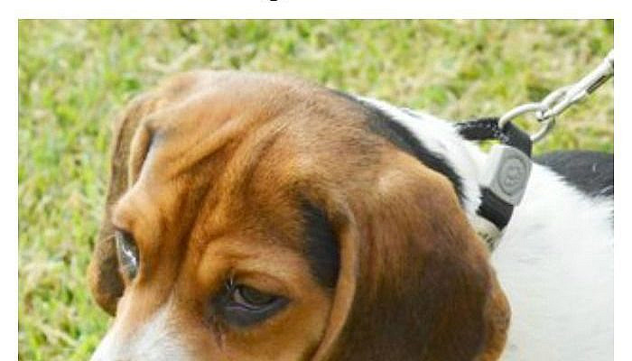 This Dog Really Loves His Tug Toy! Don�t Touch! [with video]