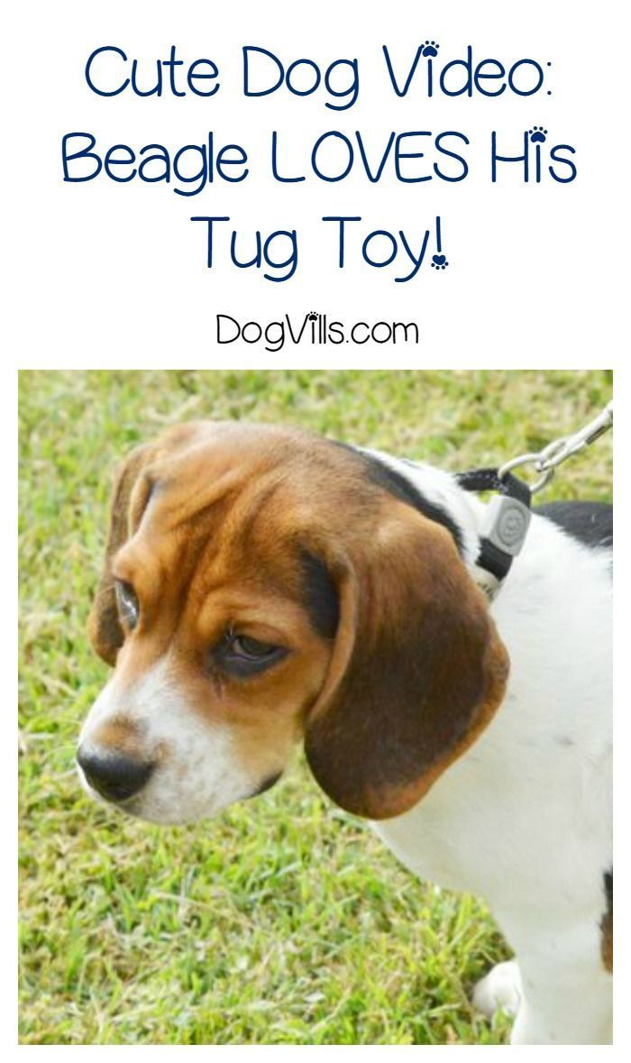 This Dog Really Loves His Tug Toy! Don�t Touch! [with video]