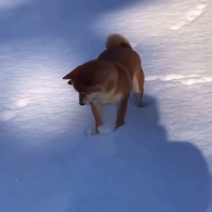 #shibainu #doge #dogecoin #dogvideos