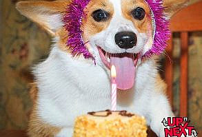 30+ Funny Happy Birthday Memes (Cake, Candles, Cat, Dog & Many)