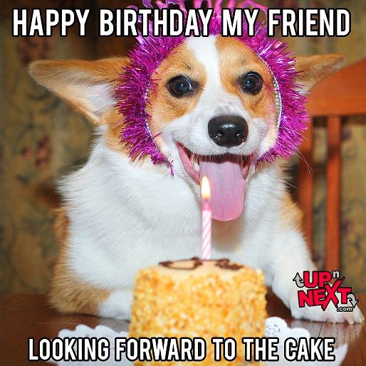 30+ Funny Happy Birthday Memes (Cake, Candles, Cat, Dog & Many)