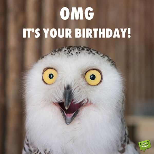 Funny happy birthday image with owl.