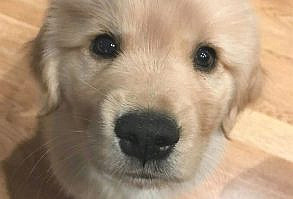 beautiful poodle #puppy #pet